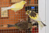 American Singer Canary