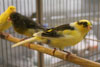 Waterslager Canary