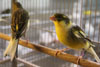 Waterslager Canaries