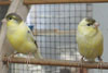 Waterslager Canaries