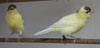 American Singer Canaries