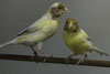 Waterslager Canaries