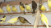 Waterslager Canary