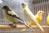 Russian Canaries