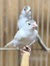 Timbrado Canary
