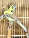 Timbrado Canaries