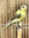 Timbrado Canary