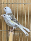 Timbrado Canaries