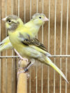 Timbrado Canary