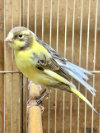 Timbrado Canaries