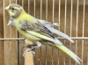 Timbrado Canary