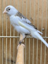 Timbrado Canaries