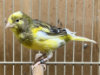 Timbrado Canary