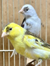 Timbrado Canaries