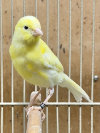 Timbrado Canaries