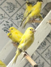 Timbrado Canary