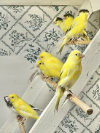 Timbrado Canaries